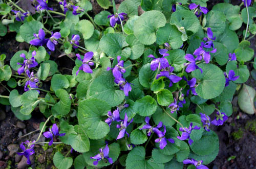 E-Landscape Specialty Solutions, LLC.Early Spring Weed Identification